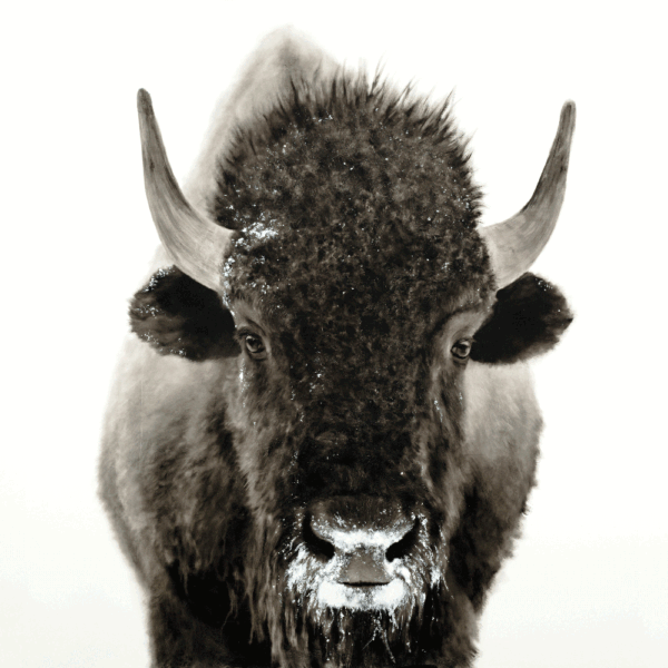 Snowy Bison - Craft Art Prints